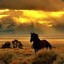 wildandfree
