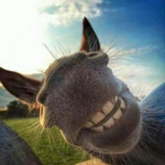 将军我今天吃的是忠橙