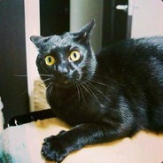 一只很皮的黑猫