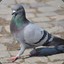 pigeon