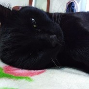 Кузя кукуруза᠌᠌