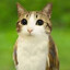 Meowl