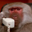 monkey with phone