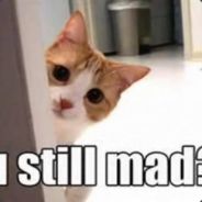 MadCats