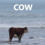 cow