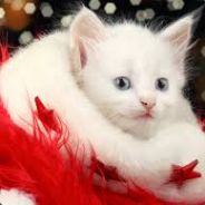 Aspiring Fat Kid Doctor