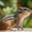 CHIPMUNKH J