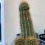 Erect_cactus