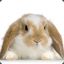 An Innocent Bunny