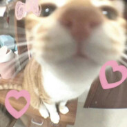 咩咩o.O