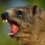 Nameless Hyrax