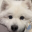 enfp puppy