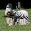 Bulky_Dog