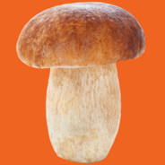 BOLETUS PENÍCOLA