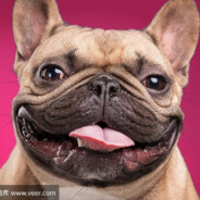 倪莫管我的骨刀