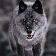 don - steam id 76561199086769721