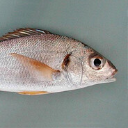 ПРОКУРАРУРА - steam id 76561199798296797