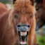Power Horse