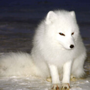 屎到臨頭還想攪便QAQ