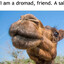 Just a Dromad
