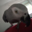 Parrotgamer