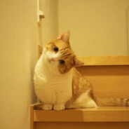 不关橙猫猫的事哦