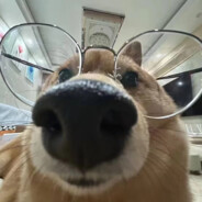 吃得越多吃的越少