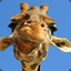 Giraffe™