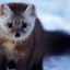 Marten^