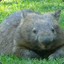 Big Fat Wombat