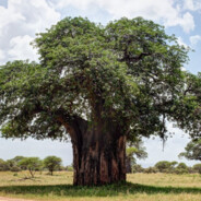 absolute БАОБАБ