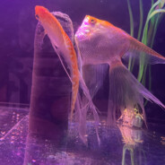 [Perła Sport]Sebek_pl