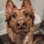 Maxshep G-Shep