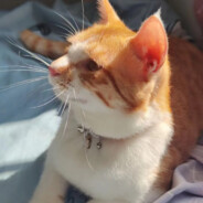 第一突破手牛爷爷