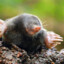 child mole Lester