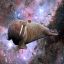 Walrus in Space