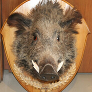 Мудрый кабан