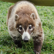 Coati