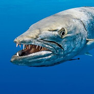 Barracuda
