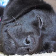 123 - steam id 76561197964384773