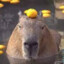 Average_Capybara_Enjoyer