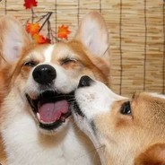 抬走，下一个★★★