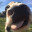 taylorcow