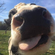 taylorcow