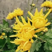 射你菊花啊啊啊