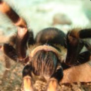 BirdEatingSpider - steam id 76561197961432089