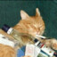 Alkolik Kedi's avatar