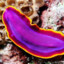 PLATELMINTO
