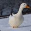 snowduck