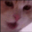 snoosnoo